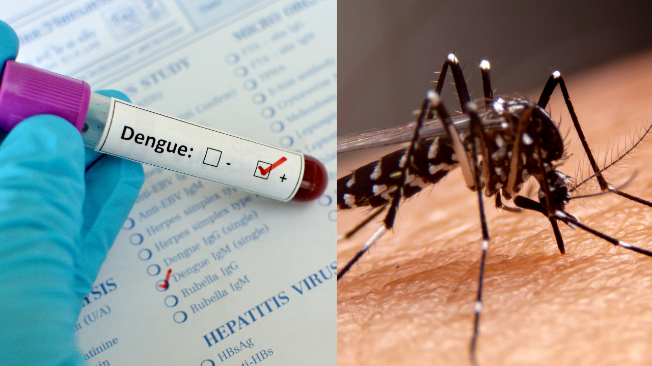 dengue morelos decesos