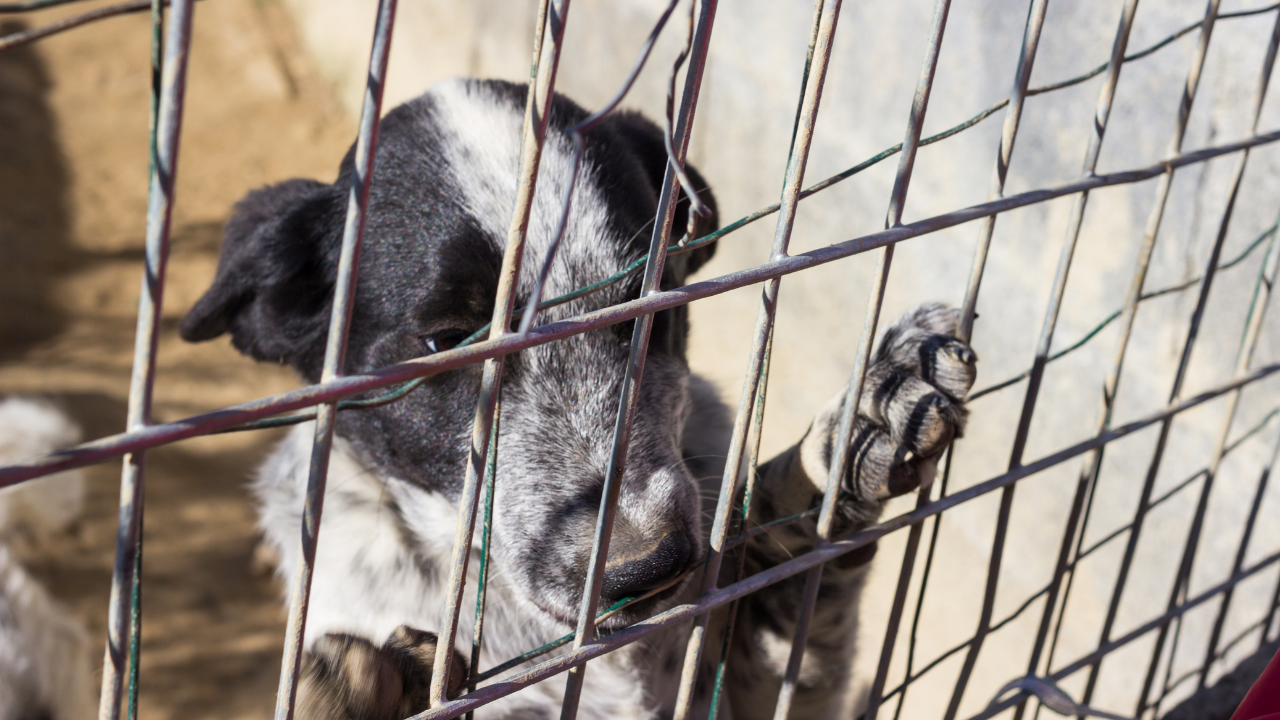 Aumentan denuncias por maltrato animal en Cuernavaca