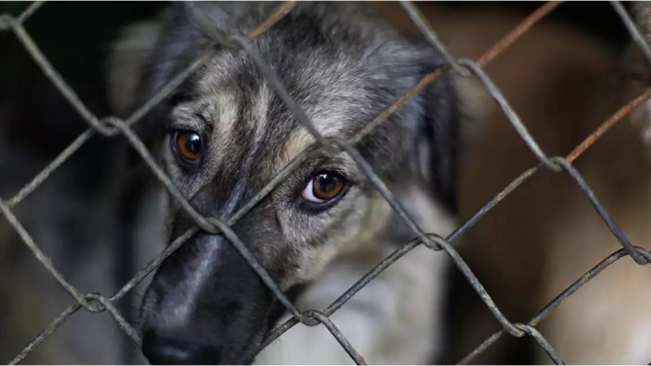 Se han presentado 63 denuncias por maltrato animal en lo que va del año