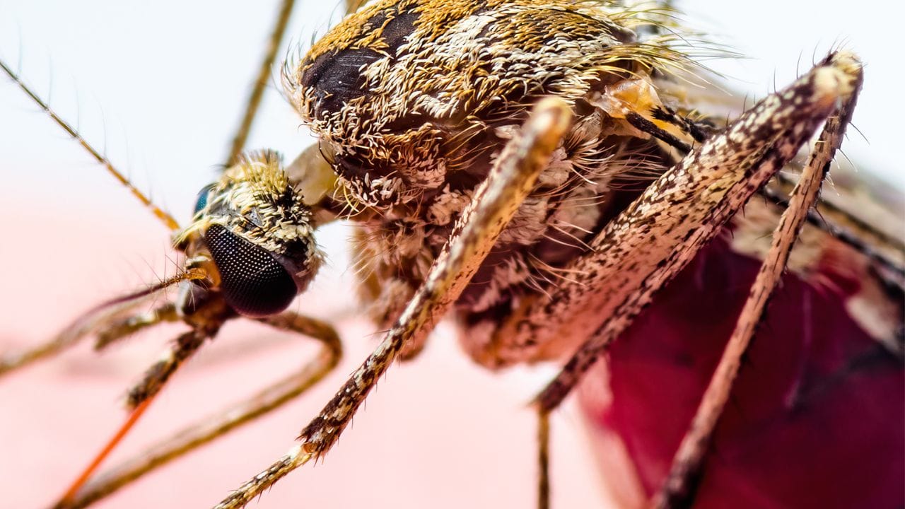 Aumentan casos de dengue en Morelos: secretario de Salud