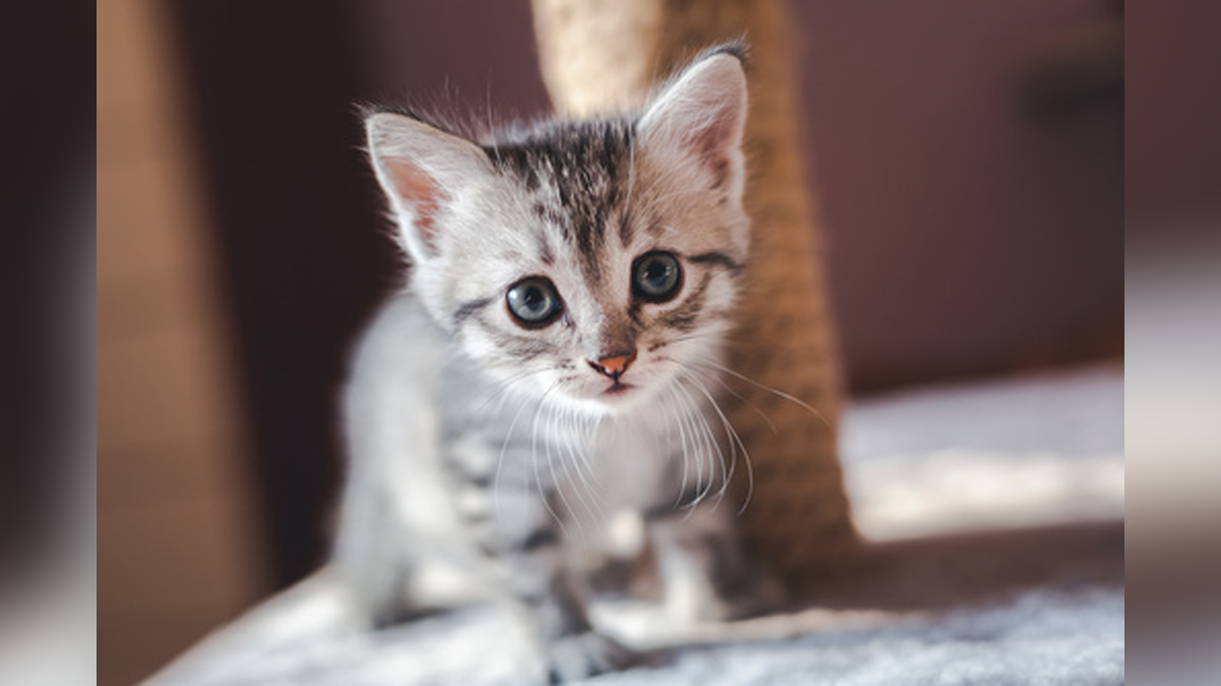 El ronroneo de los gatos: ¿Siempre es señal de felicidad?