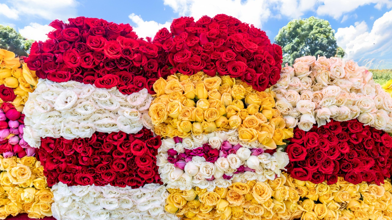 Se consolida Morelos como uno de los principales productores de rosa a nivel nacional 