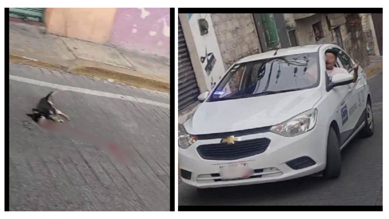 Buscan a taxista por atropellar a canino en Cuernavaca
