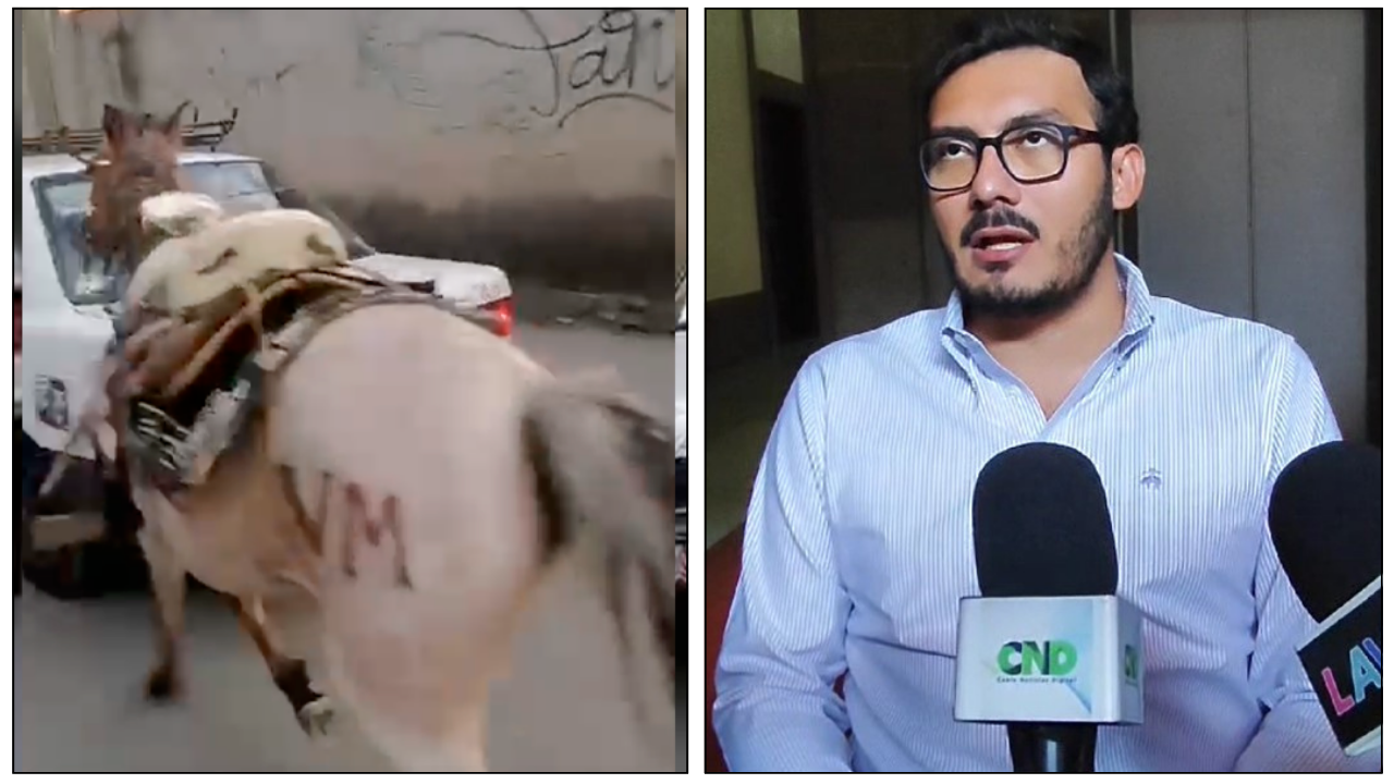 Caballo arrastrado en Jiutepec