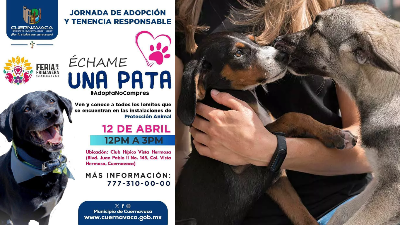 Invitan a jornada de adopción “Échame una Pata” en Cuernavaca