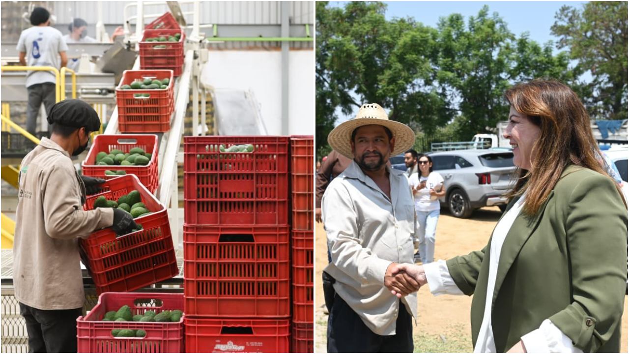 Margarita González Saravia aguacate.