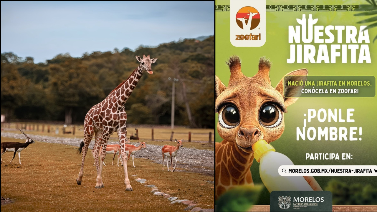 Lanzan convocatoria para poner nombre a jirafa nacida en Morelos