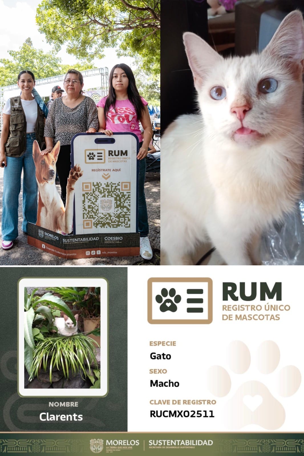 Gato “Clarents” gana un año de croquetas en concurso de la SDS