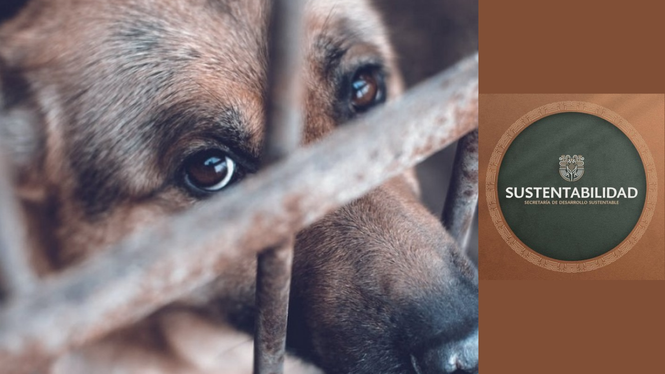 SDS respalda endurecer penas por maltrato animal en Morelos