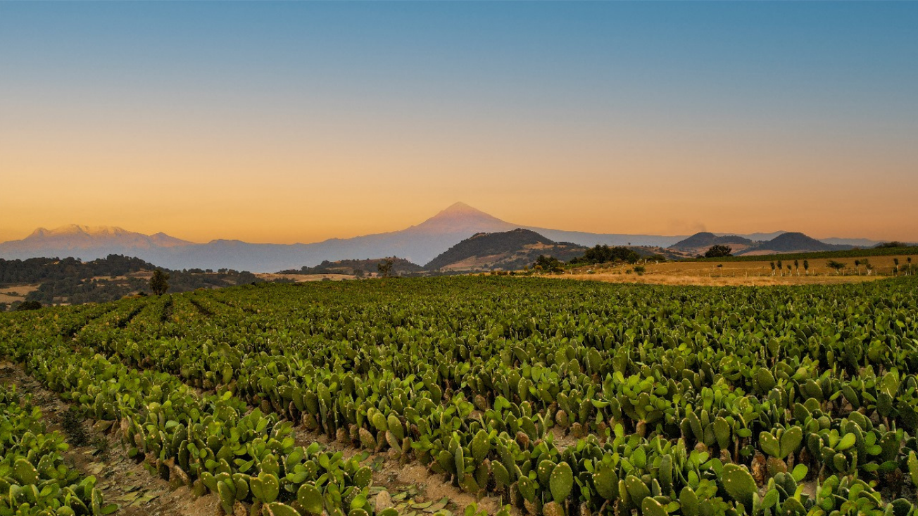 Morelos llevará producción agrícola a Fruit Attraction 2025 en Madrid
