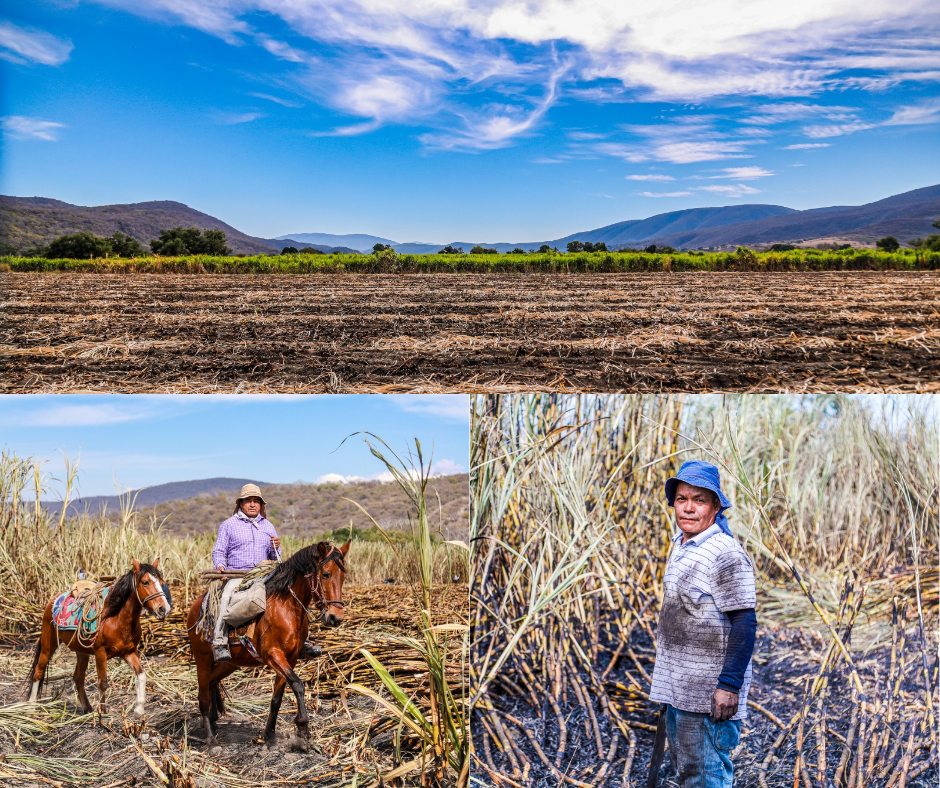 Morelos en el top nacional por su industria cañera
