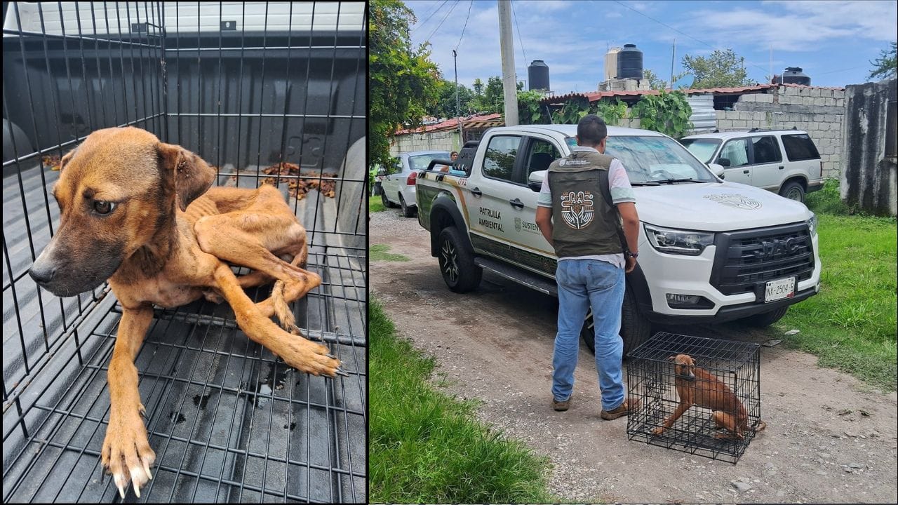 ¡Perrito rescatado! Canino es salvado de maltrato animal en Ciudad Ayala