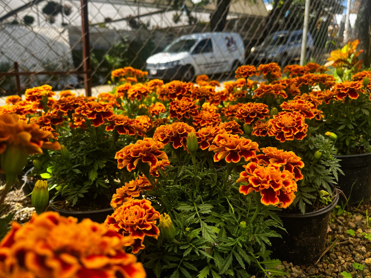 El alma del cempasúchil: La flor que ilumina nuestras tradiciones