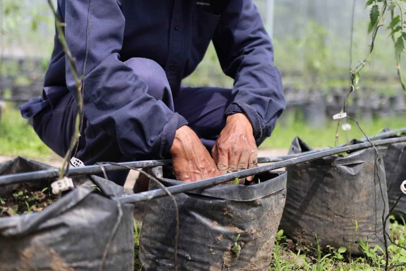 Avanza producción hortícola en Jiutepec con el respaldo de Eder Rodríguez