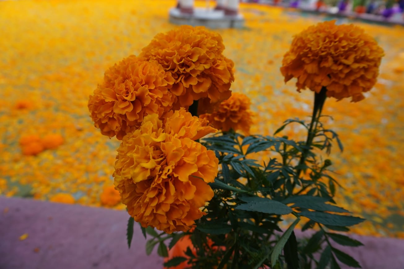 SEDAGRO promueve la compra de cempasúchil local en Morelos