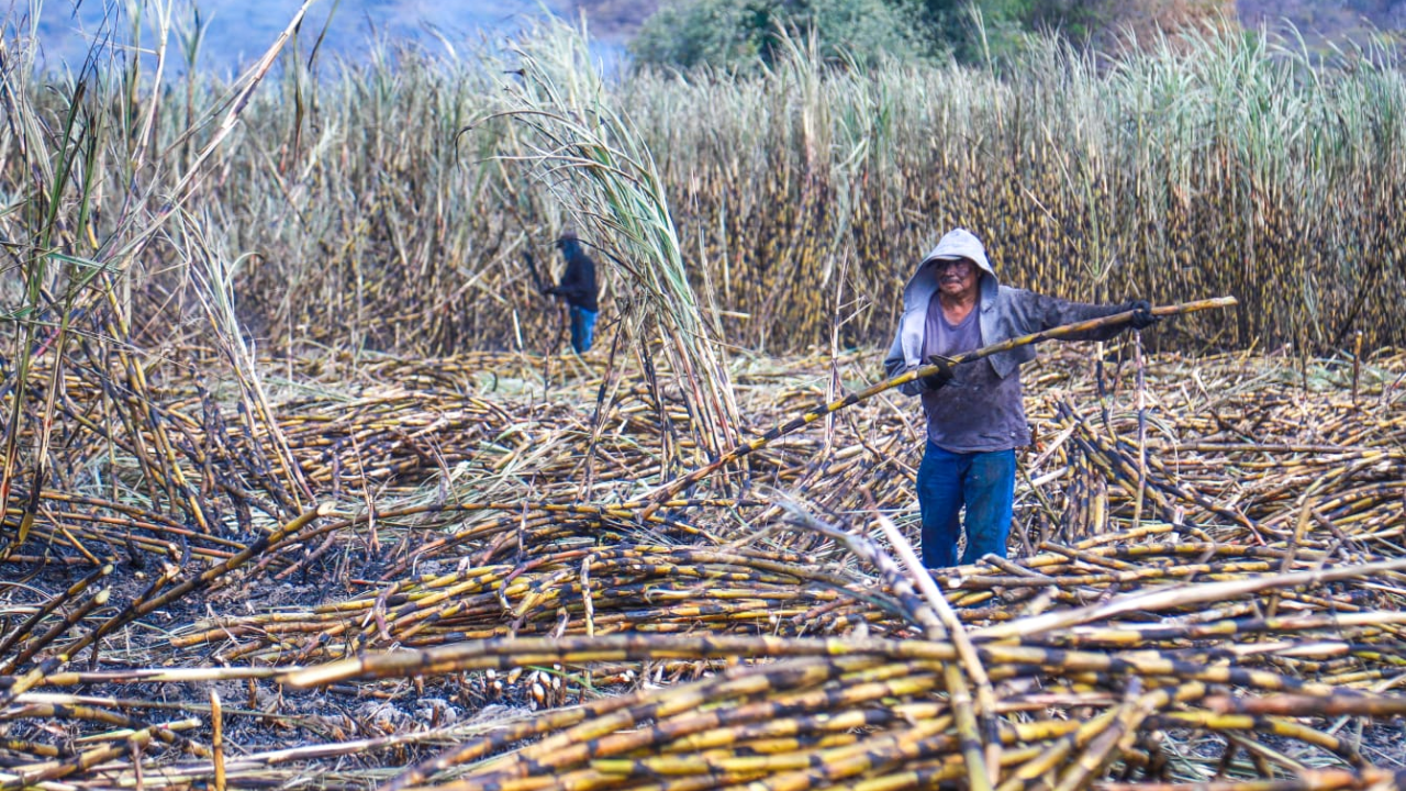 Se alistan productoras y productores cañeros para el inicio de la Zafra 2025