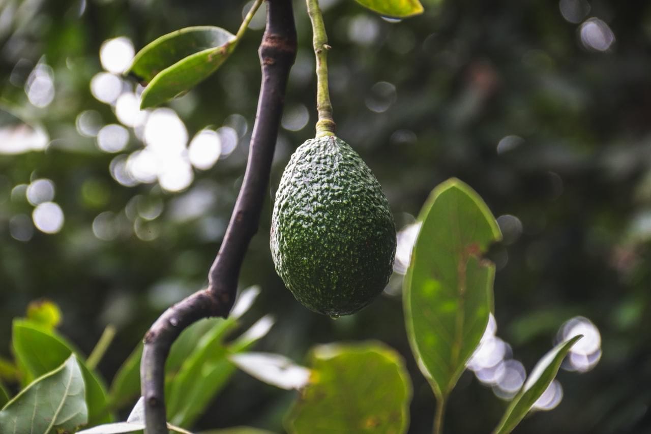 Cuernavaca impulsa el campo y mantiene a Buenavista del Monte libre de plagas