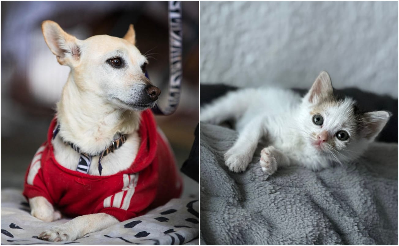 Se hace llamado a no regalar animales en fechas decembrinas