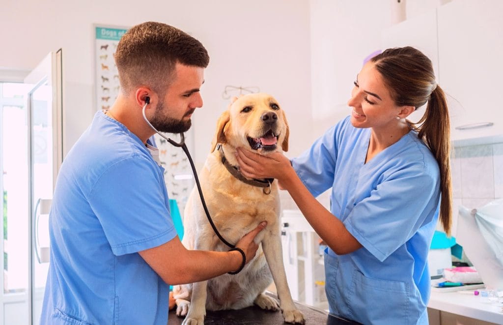 UAEM se suma a estrategia estatal con nueva licenciatura en Veterinaria