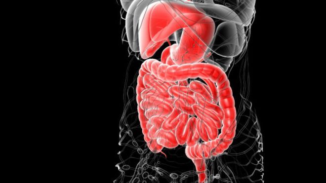 5 verdades que pueden sorprender sobre el aparato digestivo