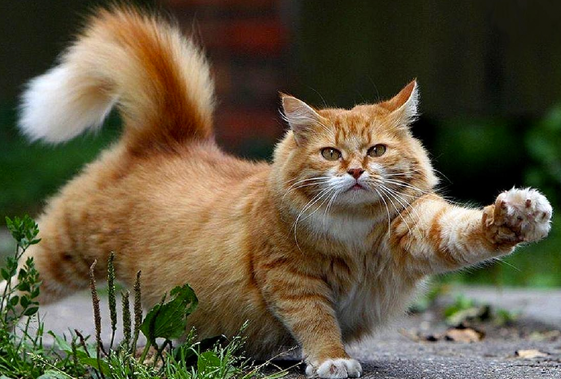 Contagian obesidad… ¡a sus mascotas!