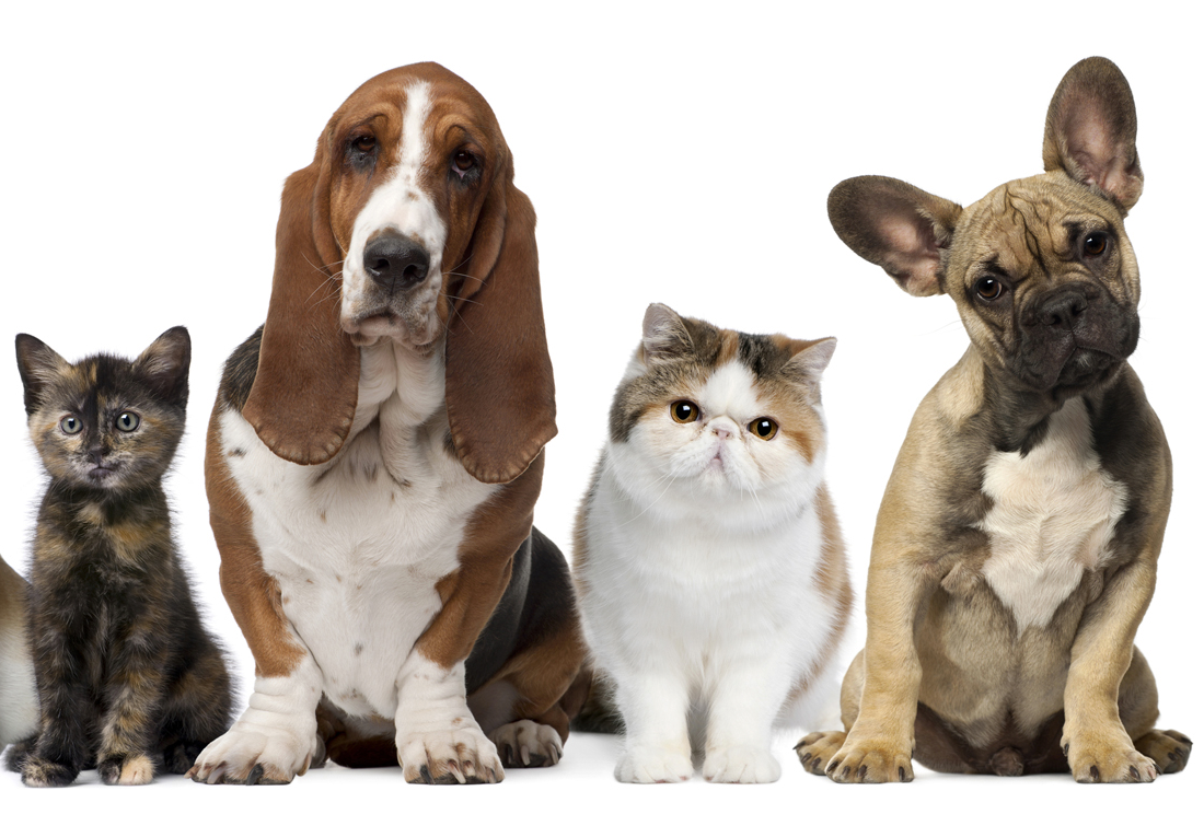 ¿Cuánto gastan los mexicanos en sus mascotas?