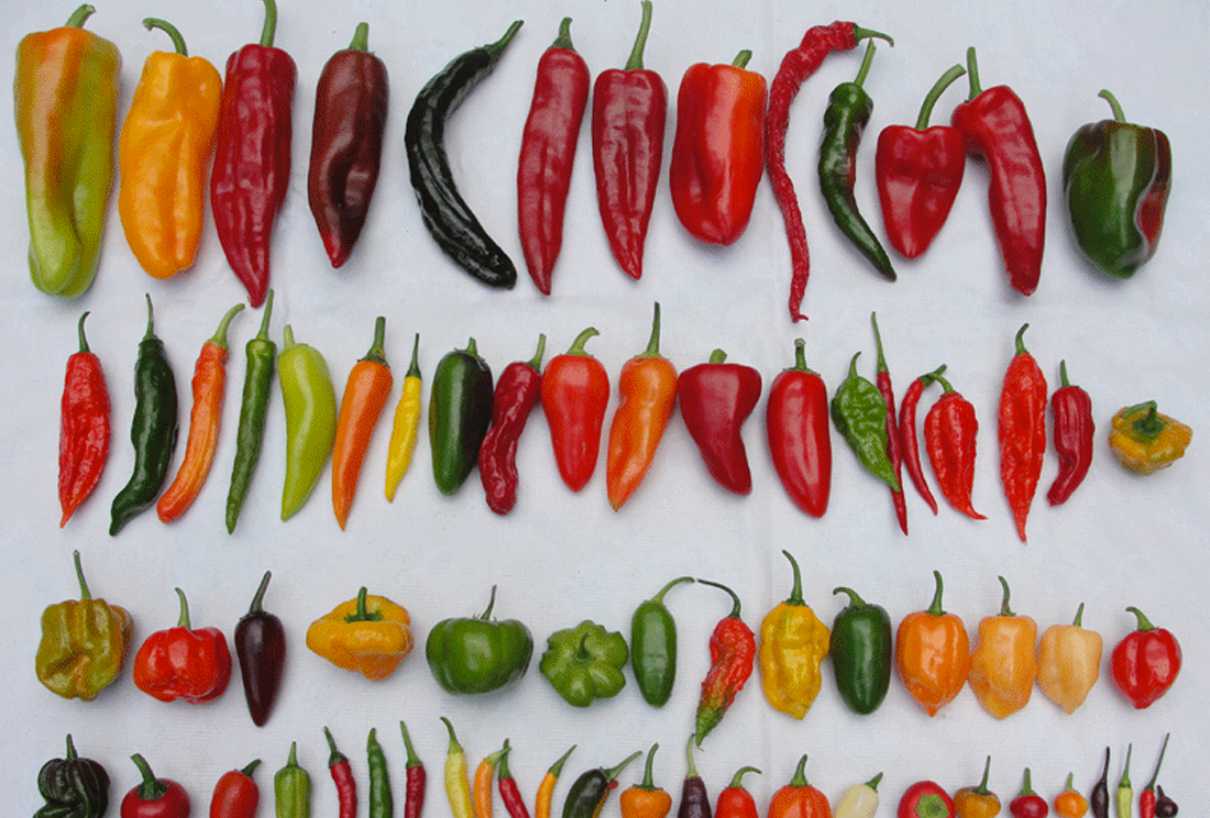 CHILES CHINOS INVADEN MÉXICO