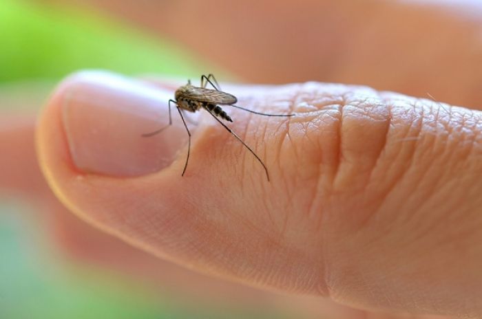 Propone OMS no tener sexo para evitar Zika