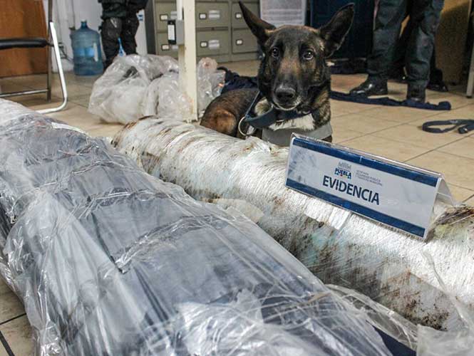 Perro policía alerta sobre 45 kilos de mariguana en Puebla