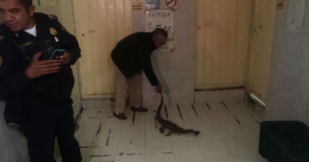 Encuentran un cocodrilo en mercado de la Ciudad de México