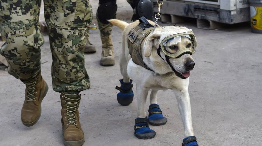 Develan estatua de “Frida”, la perrita rescatista