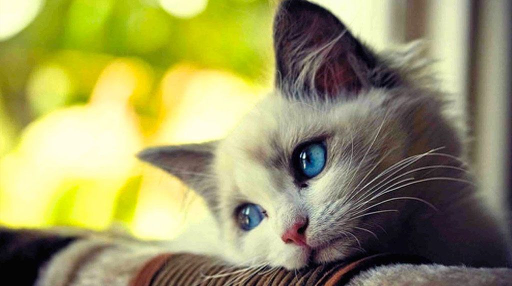 Conoce el lugar donde quieren prohibir los gatos