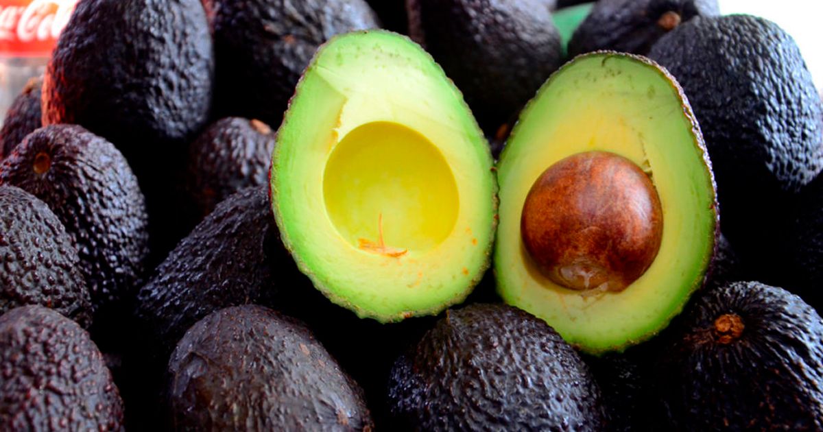 Suspende EEUU importación de aguacate desde México
