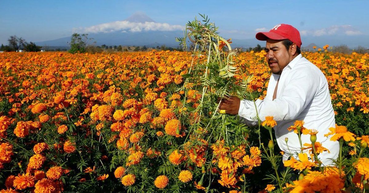 24 Morelos Flor de Cempasúchil