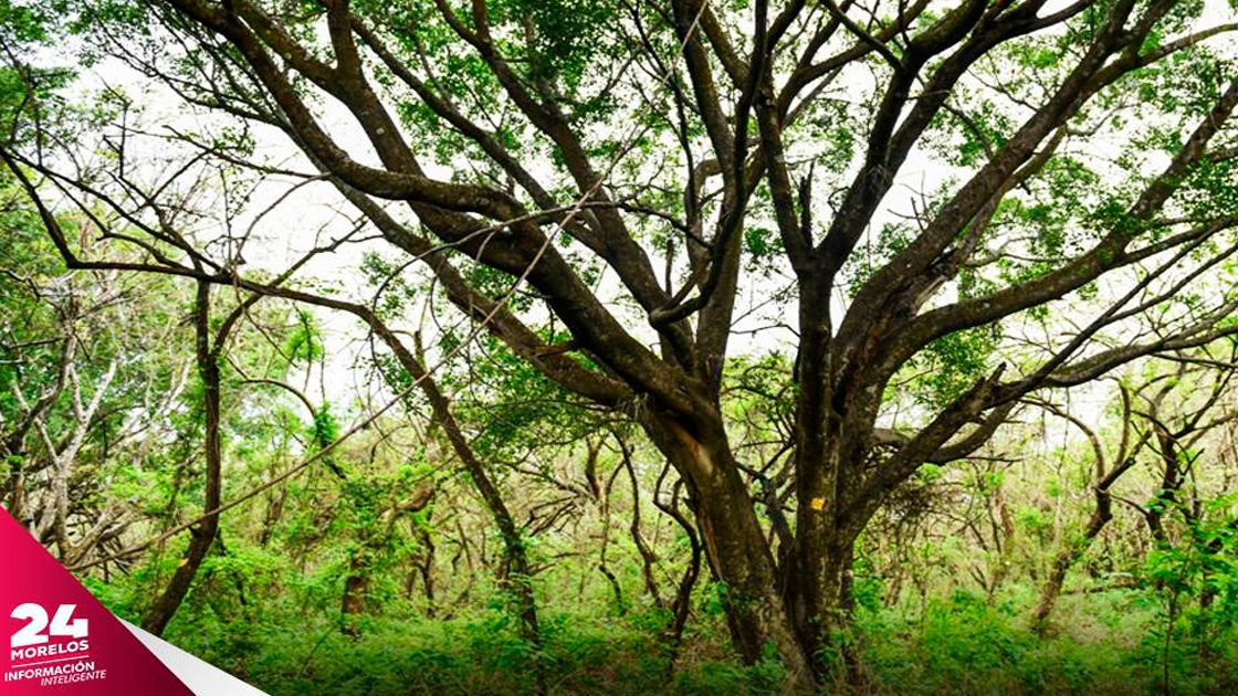 Buscan proteger el predio de “Los Venados” en Jiutepec