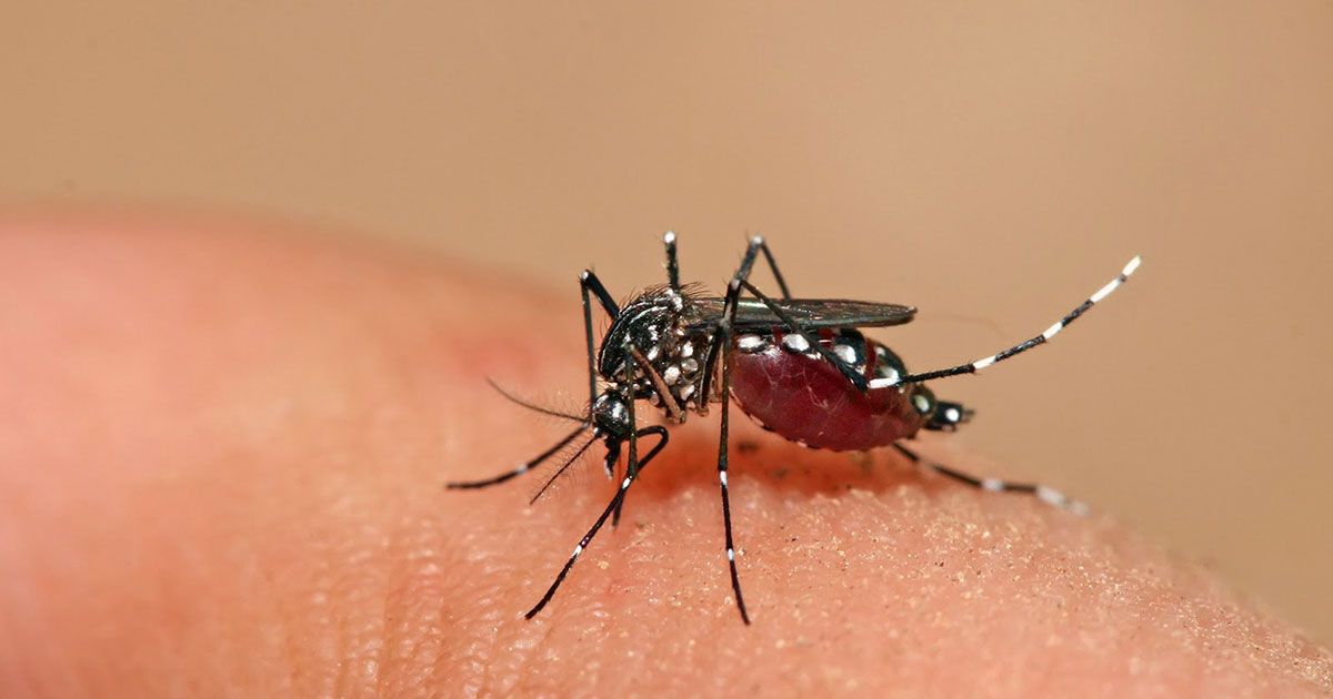 24 Morelos Mosco del dengue