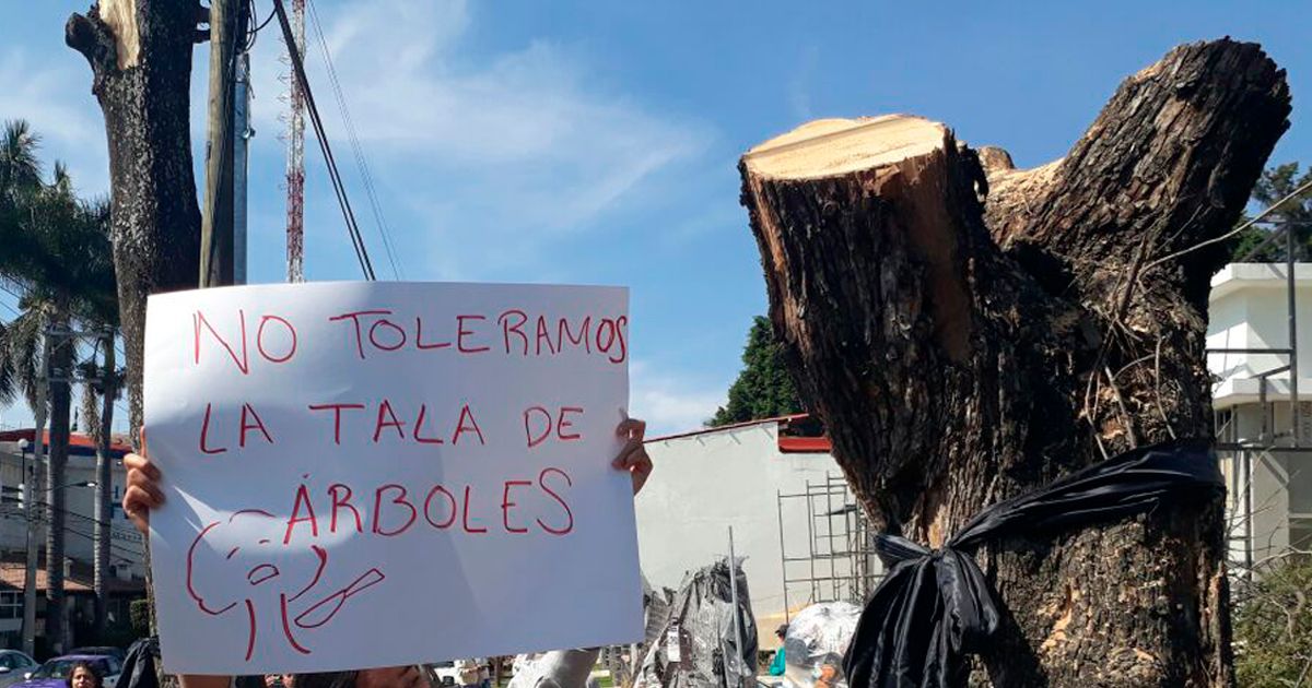 Rechazo de Ley de Ingresos impidió elevar multas por tala de árboles