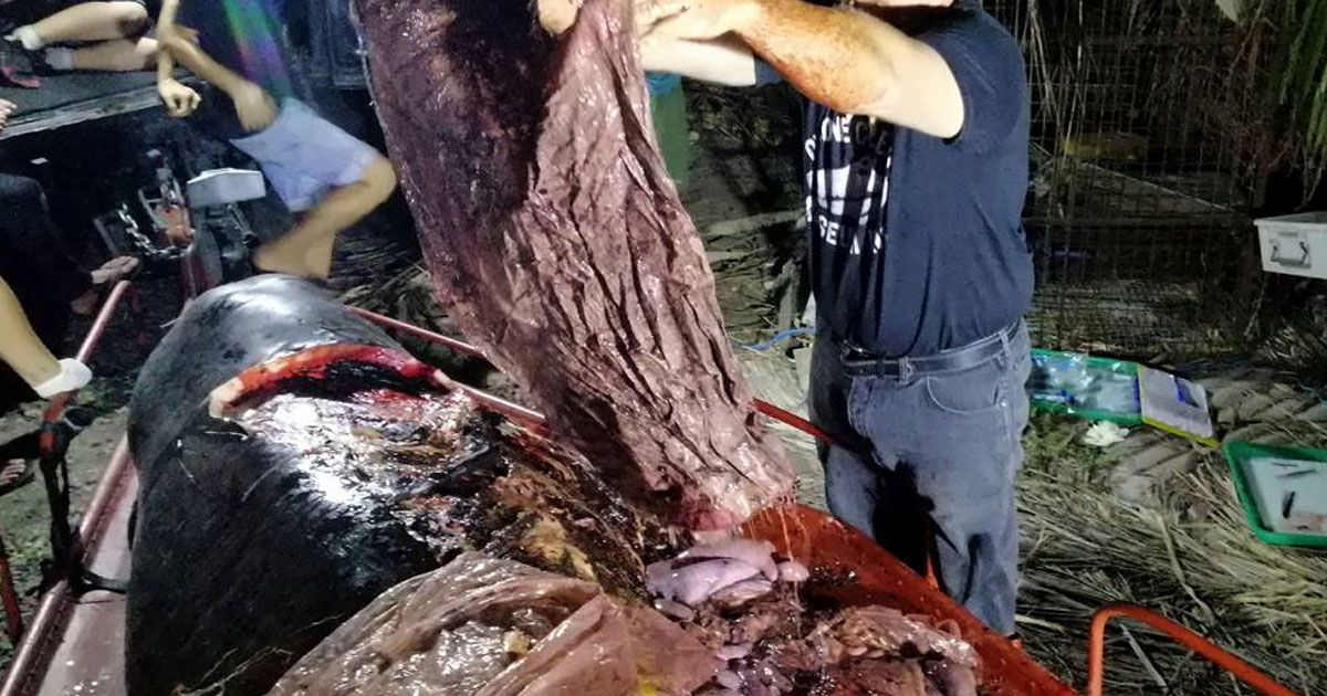 Ballena muerta tenía 40 kg de plástico