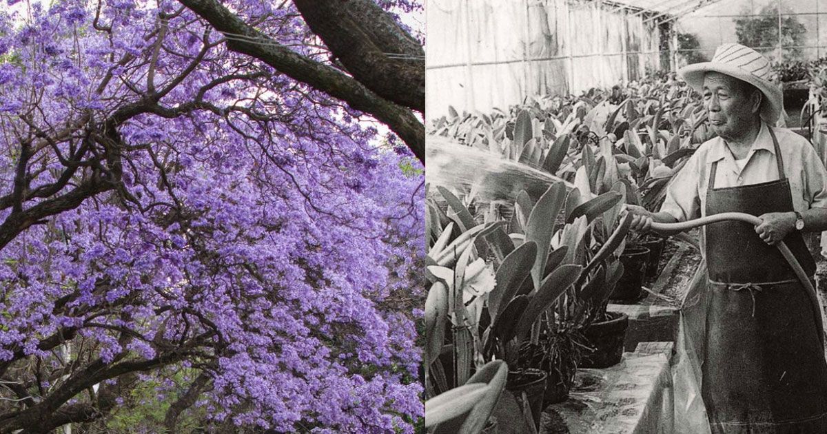El japonés que trajo las jacarandas a México