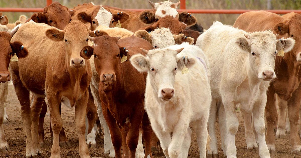 Ganaderos buscan incrementar producción