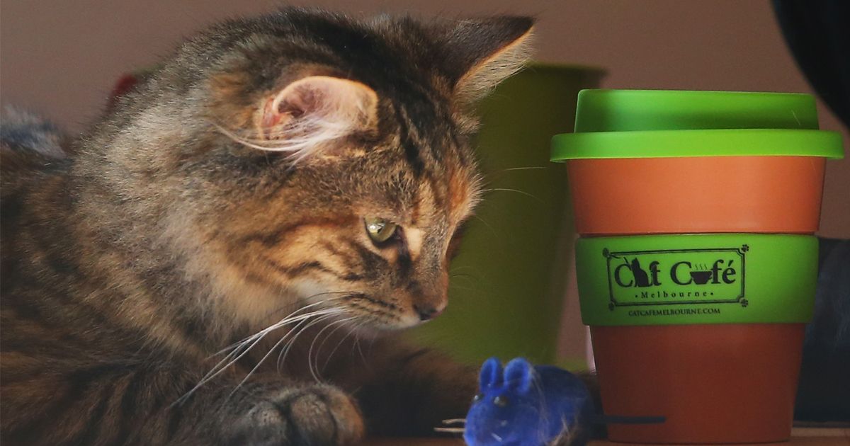 Planean matar 2 millones de gatos en Australia