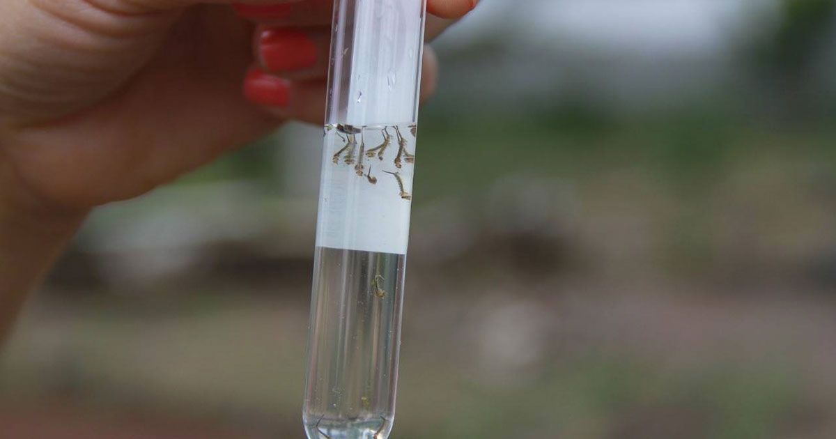 Morelos, libre de paludismo