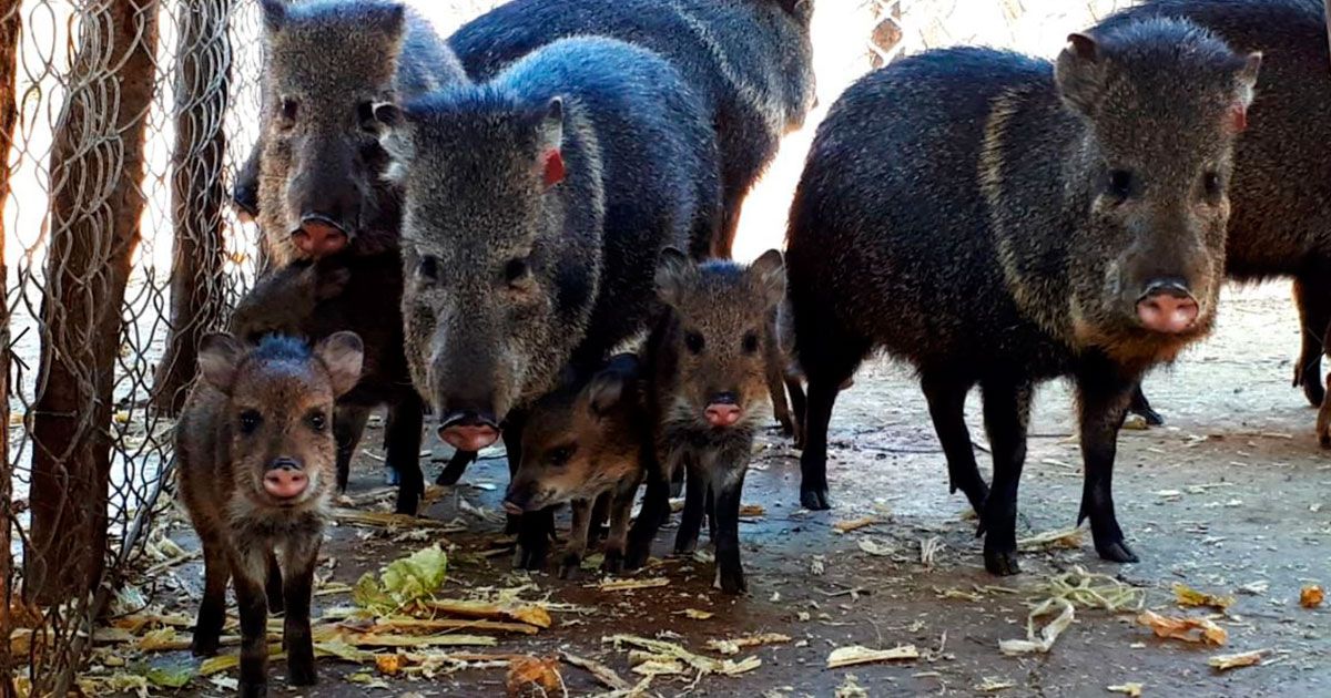 Buscan preservar pecaríes de collar