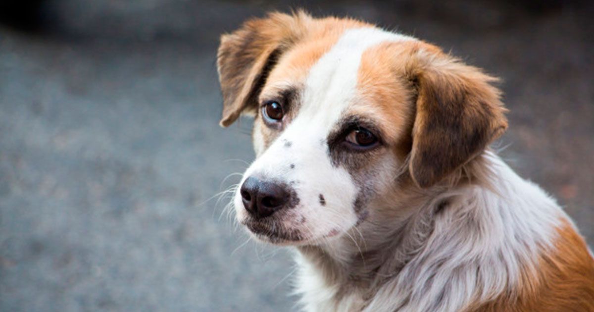Moteles de Xalapa intercambian habitaciones por croquetas