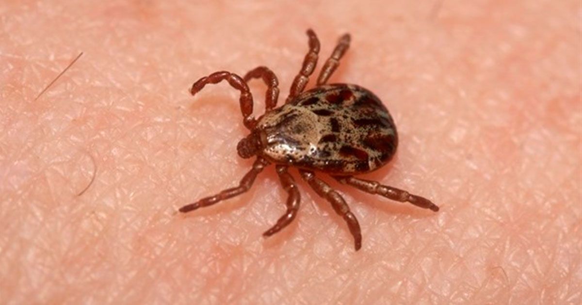 Mueren 4 por rickettsia en Chihuahua