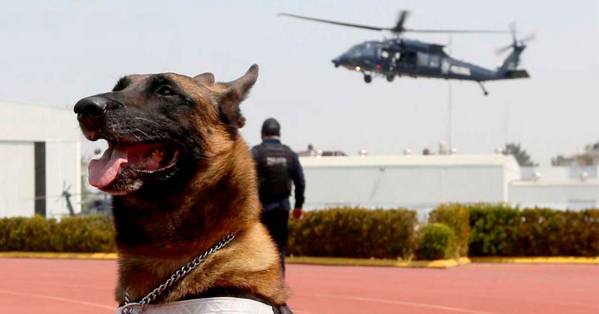 Cumple 30 años Unidad Canina de la Policía Federal