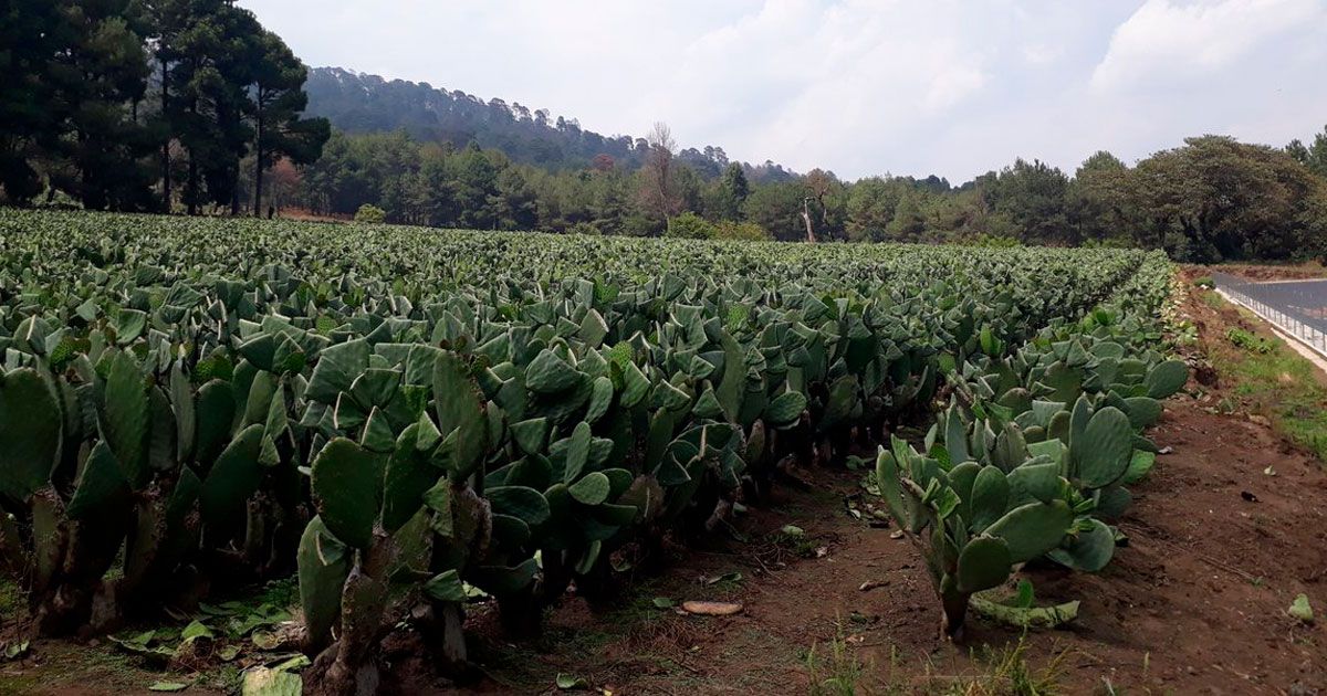 SEDAGRO pide a alcaldes aplicar subsidios al campo morelense