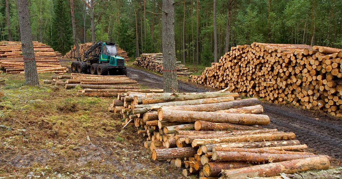 24 Morelos Tala Clandestina