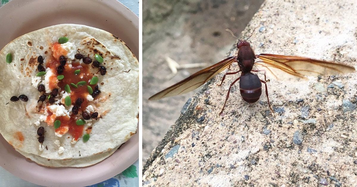 Llegaron las hormigas de San Juan