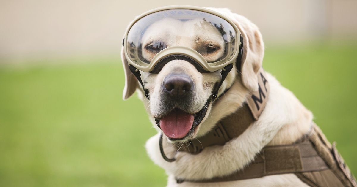 Se jubila Frida, héroe del 19S